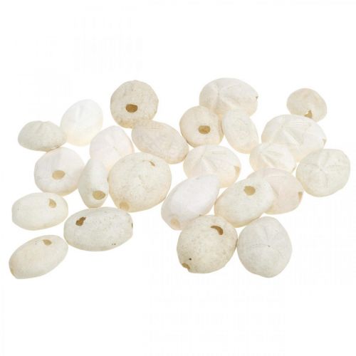 Floristik24 Seeigel Weiß, Maritime Naturdeko 4cm-6cm 25St