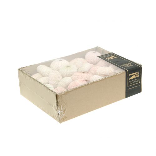 Floristik24 Seeigel Rosa Maritime Deko 36 St