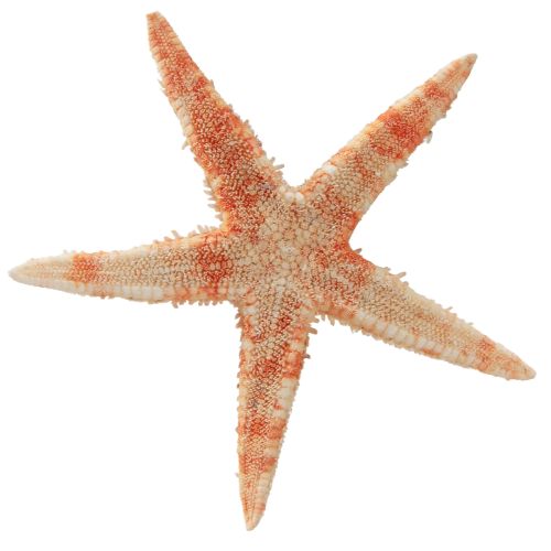 Artikel Seestern Natur Deko Naturfarben Maritim Ø6,5–8cm 100 St