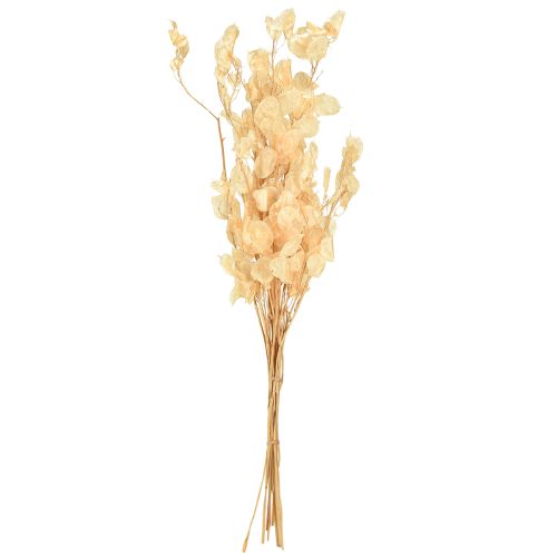 Artikel Silberblatt getrocknet Lunaria Champagner 65-70cm 20g