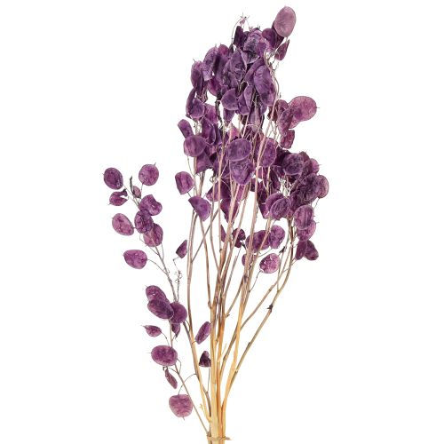 Floristik24 Silberblatt getrocknet Lunaria Mondviole Lila 65-70cm 20g