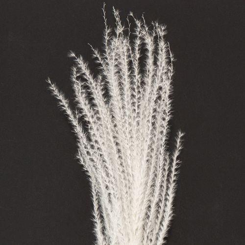 Artikel Trockenblumen Silbergras Elegante natürliche Dekoration für Zuhause und Büro 70cm 10St