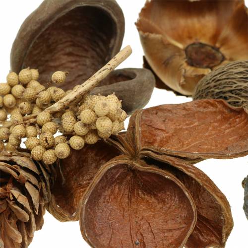 Floristik24 Exoten Sortiment mit Strobuszapfen Natur 300g