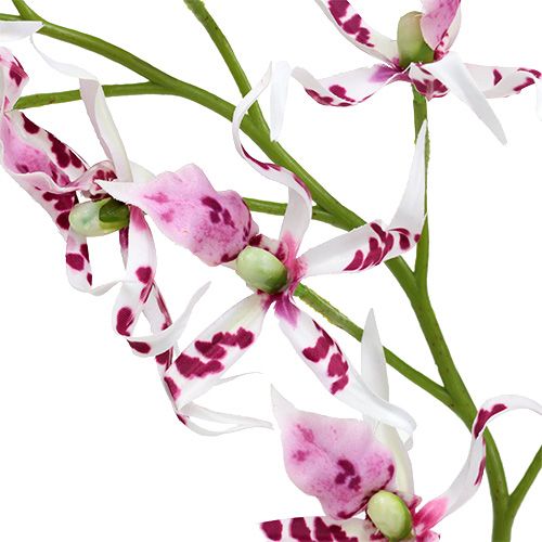 Artikel Spinnenorchideen Brassia Pink-Weiß 108cm 3St