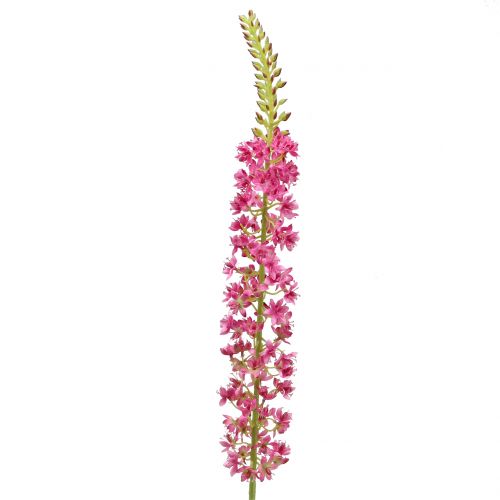 Floristik24 Steppenkerze Wüstenschweif Pink 106cm