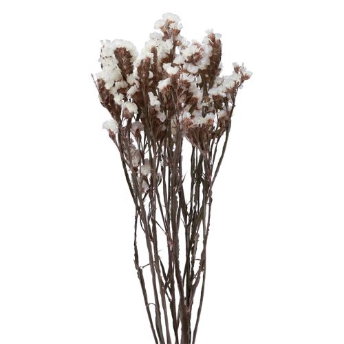 Floristik24 Strandflieder Weiß Limonium Trockenblumen 60cm 35g