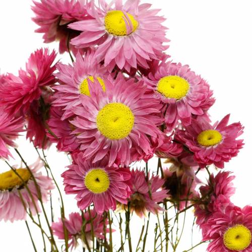 Artikel Strohblume im Bund Pink Trockenblumen 25g