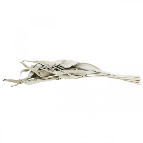 Floristik24 Strelitzienblätter Weiß gewaschen Getrocknet 45-80cm 10 St