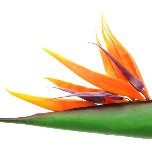 Artikel Strelitzie Paradiesvogelblume 95cm