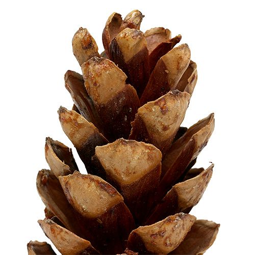 Floristik24 Strobus Zapfen 20 - 25cm lackiert 50St