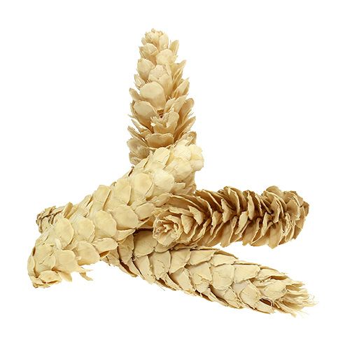 Strobus gebleicht 15cm-20cm 50 St