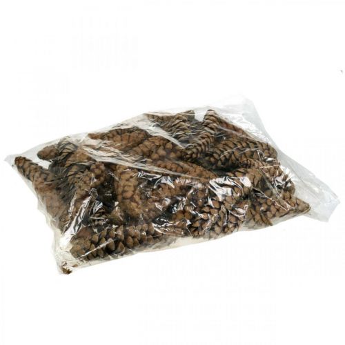 Kiefernzapfen Weymouthskiefer Strobus  Natur Gemischt 2,5kg | Floristik24.ch