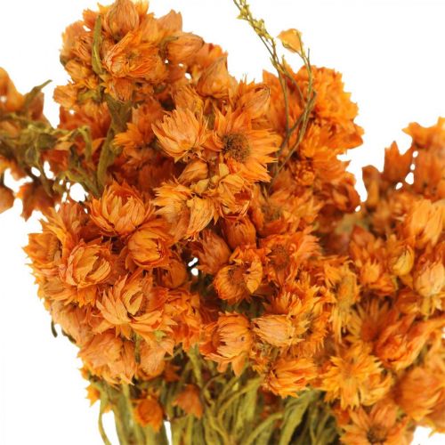 Floristik24 Strohblumen Trockenblumen Orange Klein 15g