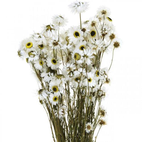 Acroclinium Weiß, Trockenpflanzen, Strohblumen, Trockenfloristik L20–40cm 25g