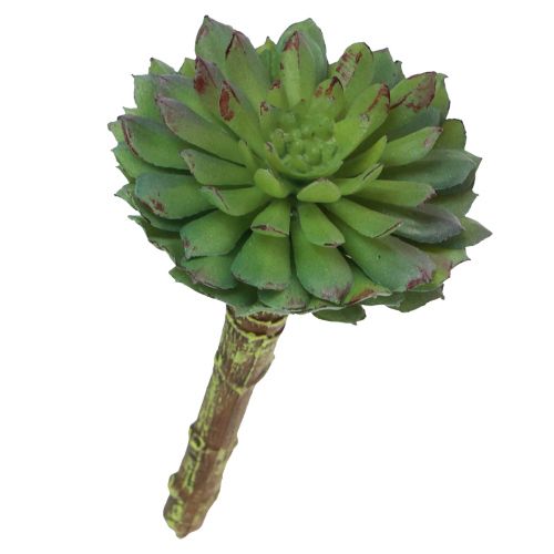 Floristik24 Sukkulente Echeveria Künstliche Grünpflanze Grün Ø6cm 10,5cm