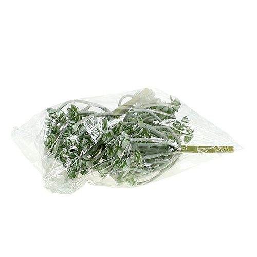 Artikel Sukkulente Echeveria 17cm Grau 3St