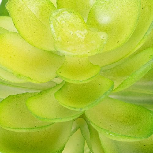 Künstliche Sukkulenten grün 10 cm Set 4 Stück für Schale oder Vase | Floristik24.ch