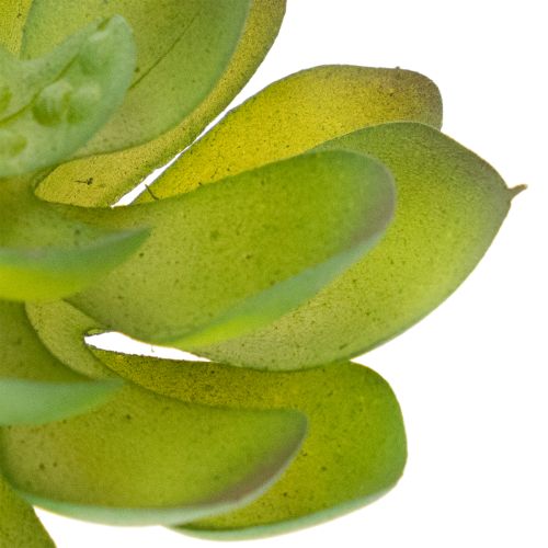 Künstliche Sukkulente grün aus Kunststoff 9 cm für Innenräume | Floristik24.ch