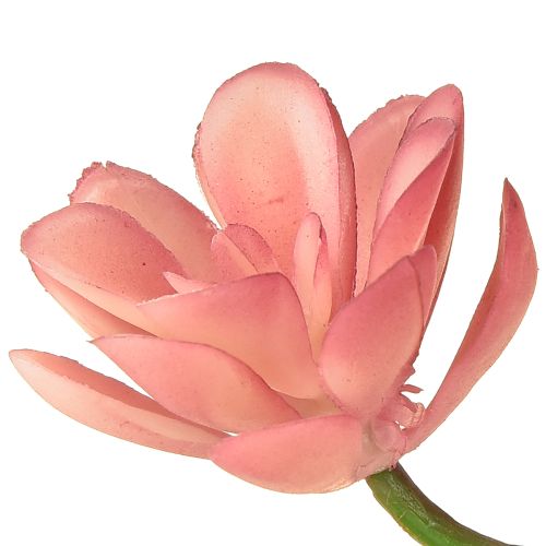 Artikel Sukkulente künstlich 28 Rosetten Aeonium Altrosa 43cm