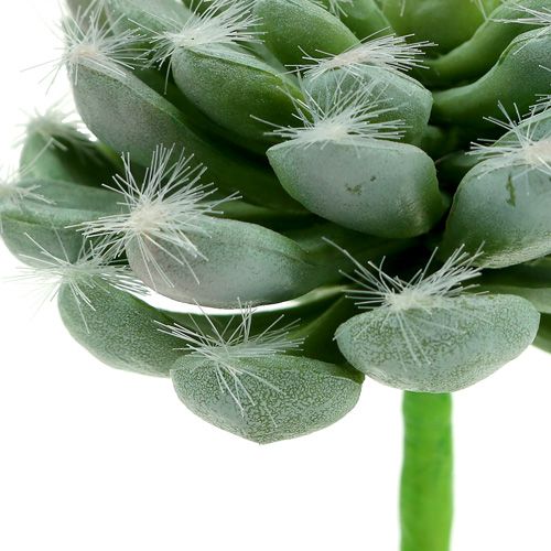 Floristik24 Sukkulente grün Ø8,5cm L13cm