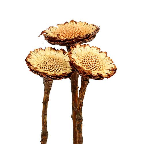 Susannae Rosette Hell 50 St