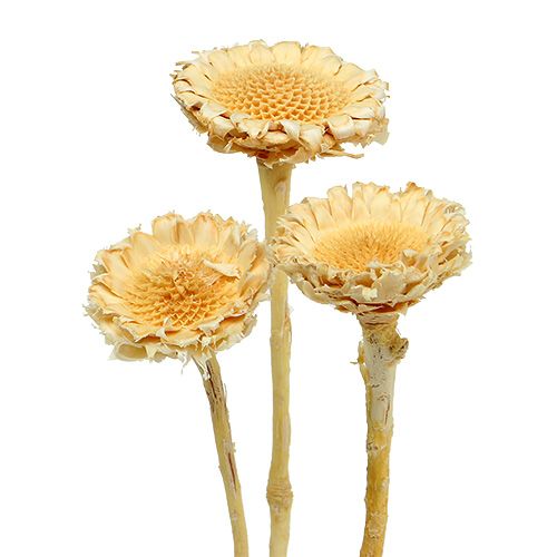 Susanne Rosette gebleicht 25St