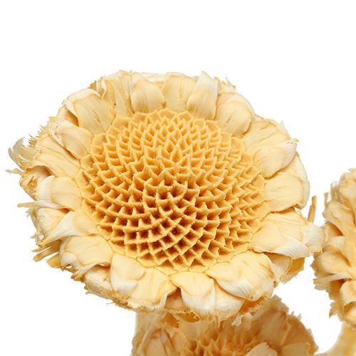 Artikel Susanne Rosette gebleicht 25St