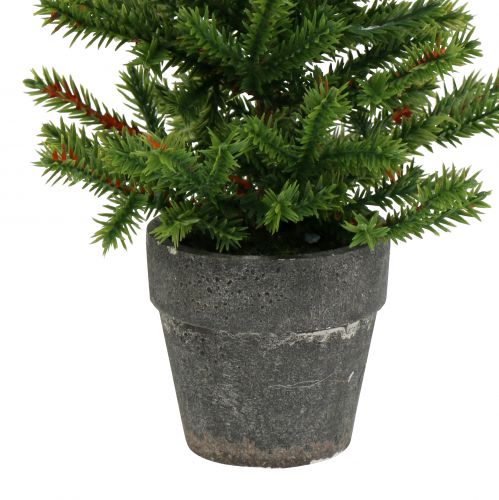 Floristik24 Tannenbaum im Topf Grün 23cm