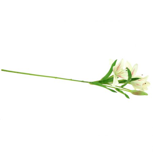 Floristik24 Tigerlilie Crème 60cm