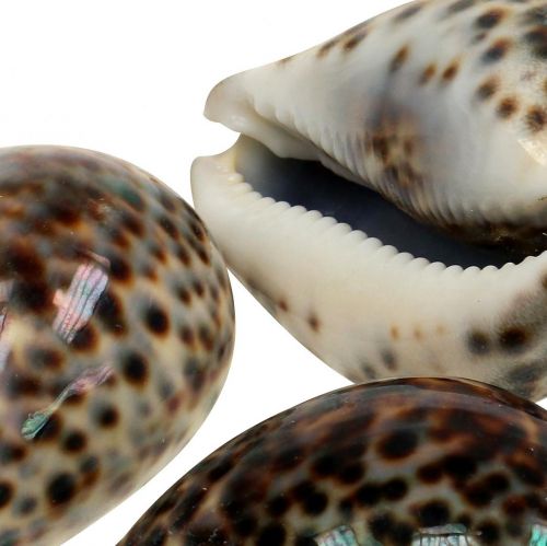 Floristik24 Cypraea tigris Tigerschnecke Natur 7cm - 8cm 11 St