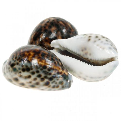 Cypraea tigris Tigerschnecke Natur 7cm - 8cm 11 St