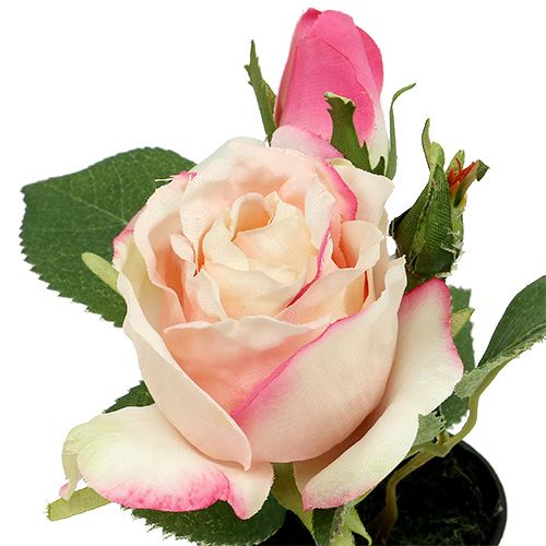 Floristik24 Tischdeko Rose im Topf Creme 14cm