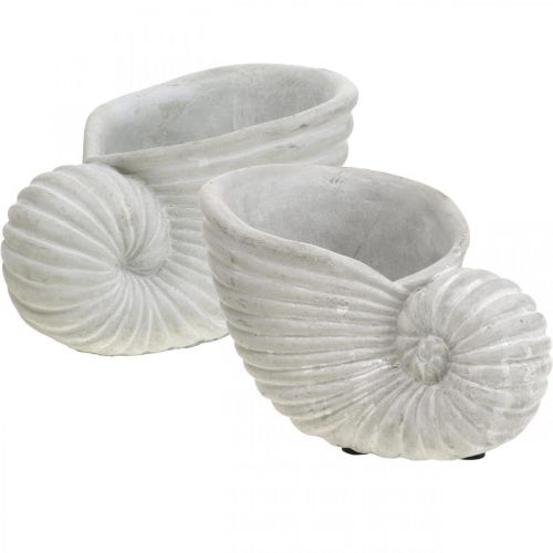 Floristik24 Muscheln zum Bepflanzen, Maritime Deko, Pflanz-Topf Nautilus Beton L15cm H9,5cm 2St