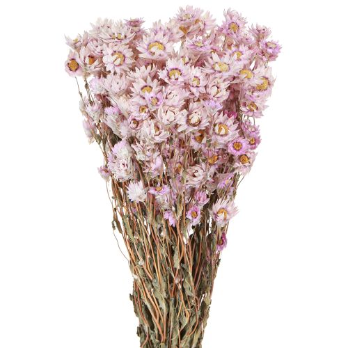 Floristik24 Trockenblumen Bund Trockendeko Kamille Pink 65cm 50g
