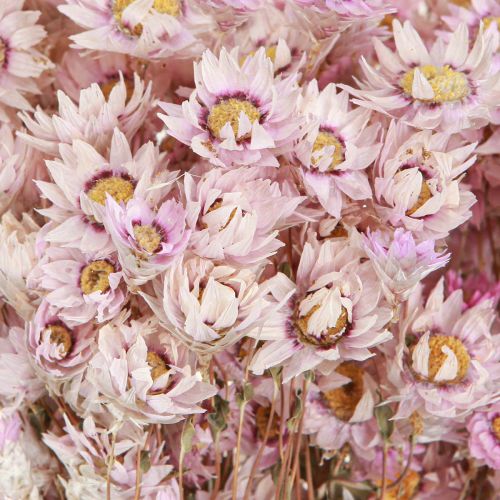 Floristik24 Trockenblumen Bund Trockendeko Kamille Pink 65cm 50g