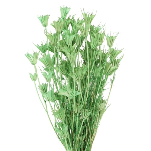 Trockenblumen Schwarzkümmel Grün Nigella 50cm 100g