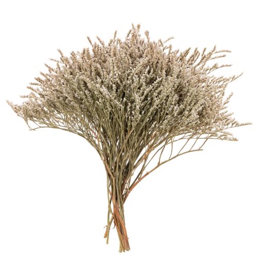 Trockenblume Strandflieder Bund 1 kg Natur für Innenbereich online kaufen | Floristik24.ch