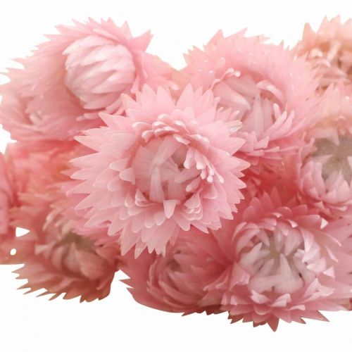 Artikel Trockenblumen Capblumen Pink Strohblumen H42cm