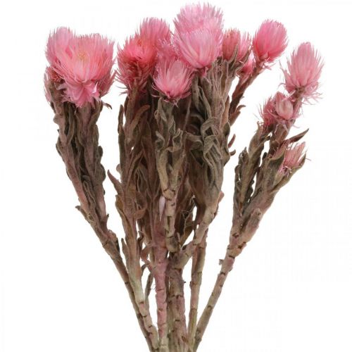 Artikel Trockenblumen Capblumen Rosa Strohblumen Trockenfloristik H30cm