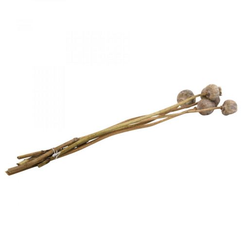 Floristik24 Trockenblumen Mohnkapseln Groß Natur Deko Mohn 5 St