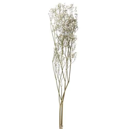 Floristik24 Trockenblumen Schleierkraut Gypsophila Weiß 58cm 7g