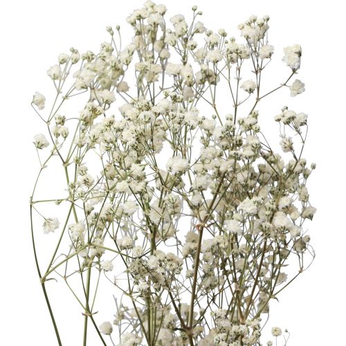 Floristik24 Trockenblumen Schleierkraut Gypsophila Weiß 58cm 7g