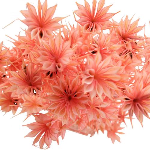 Floristik24 Trockenblumen Schwarzkümmel Nigella getrocknet Altrosa 100g