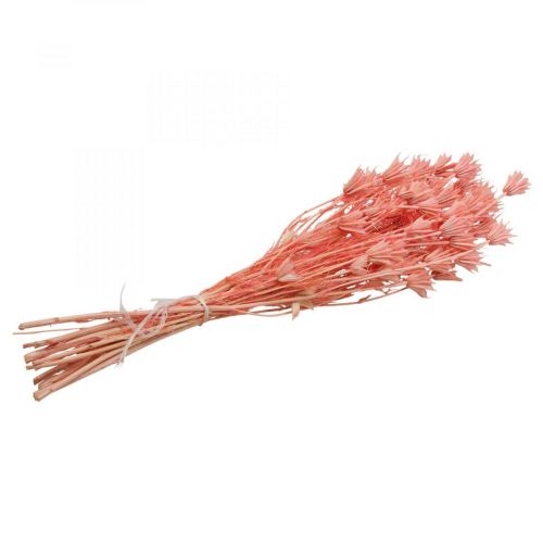 Floristik24 Trockenblumen Schwarzkümmel Nigella getrocknet Altrosa 100g