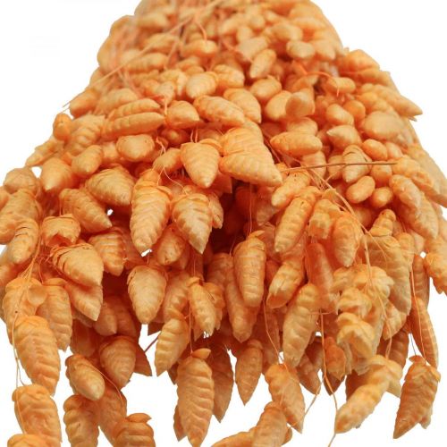 Floristik24 Trockenstrauß Zittergras Apricot Briza Ziergras 55cm 50g