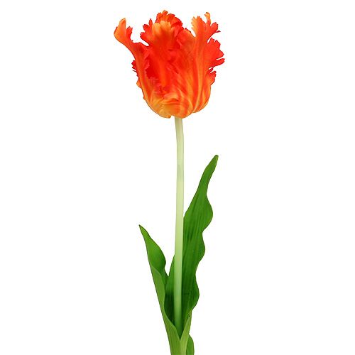 Floristik24 Tulpe Orange 70cm
