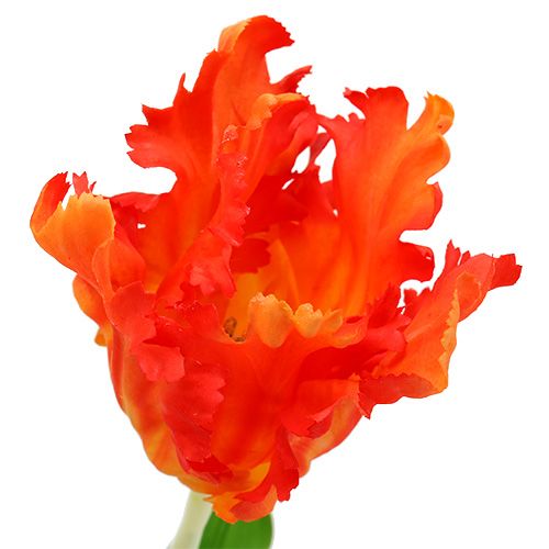 Floristik24 Tulpe Orange 70cm