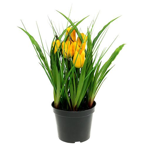Floristik24 Tulpen im Topf Gelb 30cm