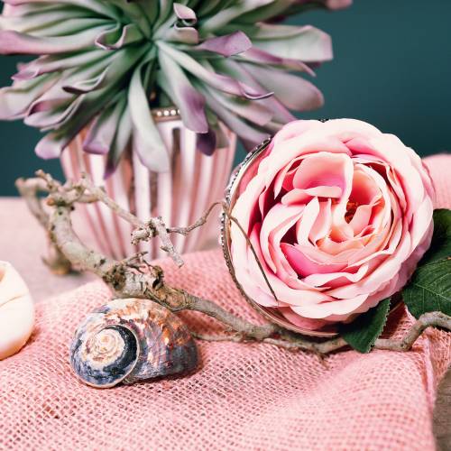 Artikel Turban Muschel Alikreukel Natur 500g