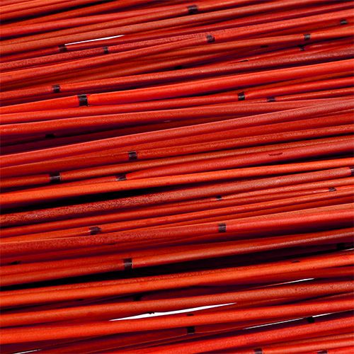 Floristik24 Vlei Reed 400g Rot